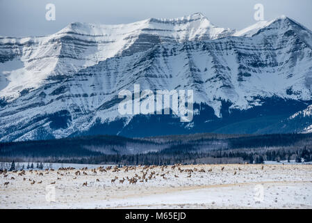 Elchherde 300 starke bevor Rocky Mountains bei Schnee im Winter in Ya Ha Tinda Ranch Alberta Stockfoto