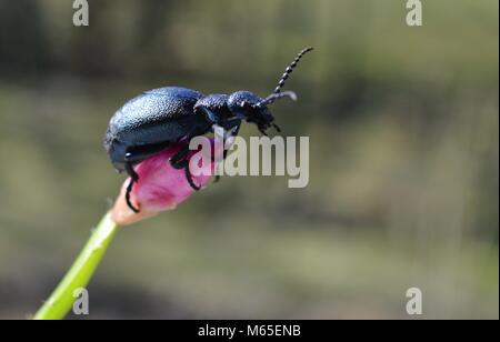 Blue Beetle auf der Bud Stockfoto