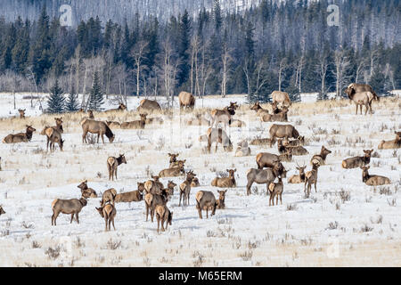 Elchherde 300 starke bevor Rocky Mountains bei Schnee im Winter in Ya Ha Tinda Ranch Alberta Stockfoto