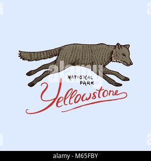 Native American Wolf. alte Aufkleber oder Abzeichen für Camping. graviert Hand in alte Skizze gezeichnet. wildes Tier in der Natur. Stock Vektor