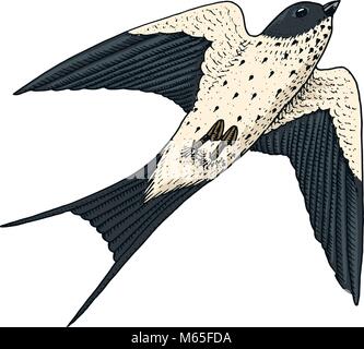 Kleine Vögel der Rauchschwalbe oder martlet in Europa. Exotische tropische Tier Icons. Verwenden Sie für Hochzeit, Party. graviert Hand in alte Skizze gezeichnet. Stock Vektor