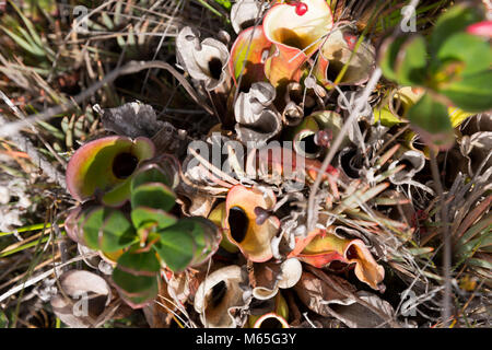 Fleischfressende Kannenpflanze, Heliamphora nutans, Mount Roraima, Canaima National Park. Stockfoto