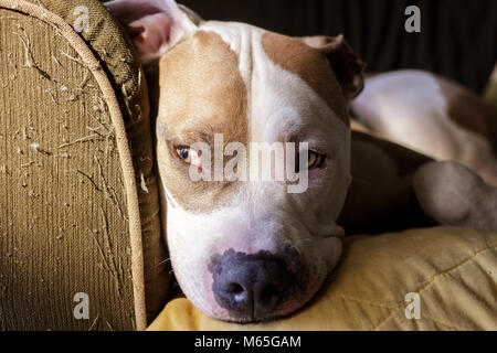 Nahaufnahme eines American Pit Bull Terrier (Canis Lupus Familiaris) sitzen auf einer Couch im Sonnenlicht und Schatten Stockfoto