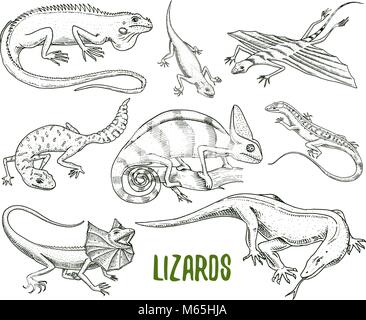 Chameleon Eidechse, grüner Leguan, Komodo Dragon Monitor, Amerikanische Sand, exotische Reptilien und Schlangen, beschmutzt Fat-tailed Gecko. Wilde Tiere in der Natur. lacertian Vector Illustration. graviert Hand gezeichnet. Stock Vektor