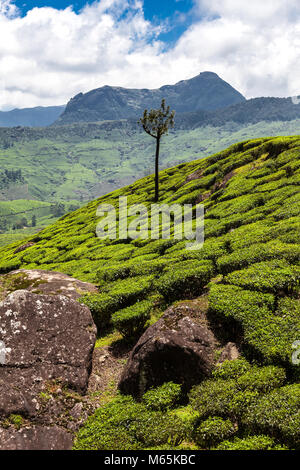 Teeplantagen in den Bergen und felsigen Bereichen Devikulam, Munnar, in Kerala, Indien. Stockfoto