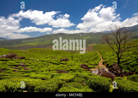 Teeplantagen in den Bergen und felsigen Bereichen Devikulam, Munnar, in Kerala, Indien. Stockfoto