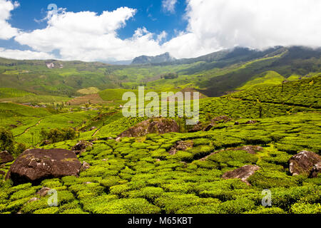 Teeplantagen in den Bergen und felsigen Bereichen Devikulam, Munnar, in Kerala, Indien. Stockfoto