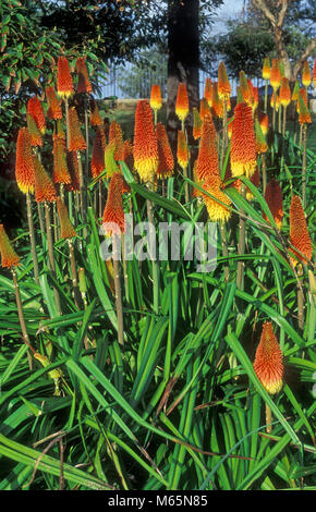 RED-HOT POKER BLUMEN (KNIPHOFIA CAULESCENS) Stockfoto