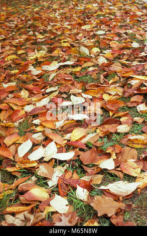 FARBENFRÖHLICHE GE FALLENE HERBSTBLÄTTER AUF EINEM VORSTÄDTISCHEN GARTENRASEN IN DEN BLUE MOUNTAINS, NEW SOUTH WALES, AUSTRALIEN. Stockfoto