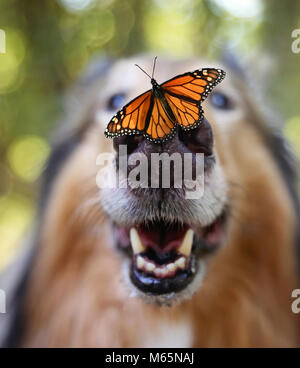 Weitwinkel von einem langhaarigen Collie Schäferhund mit einem Schmetterling auf seiner Nase Stockfoto