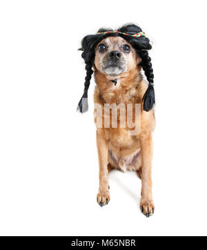 Cute Chihuahua, das Tragen eines indischen Zopf perücke Studio shot auf weißem Hintergrund Stockfoto