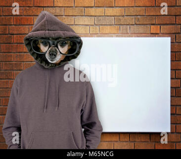 Chihuahua mit einem Hoodie vor einer Mauer und Bank unterzeichnen Stockfoto