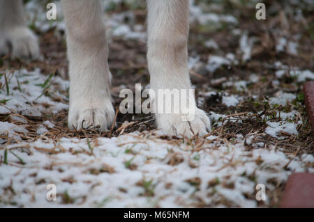 Junge Siberian Husky Welpen spielt im Schnee zum ersten Mal. Stockfoto