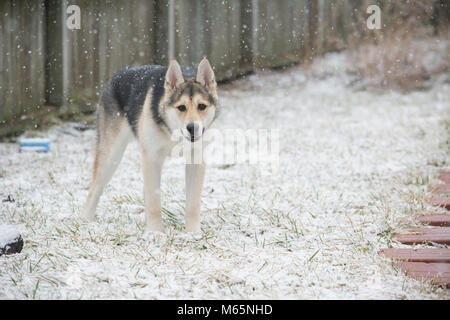 Junge Siberian Husky Welpen spielt im Schnee zum ersten Mal. Stockfoto