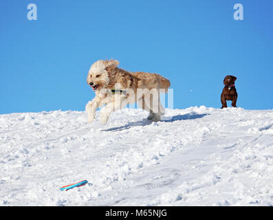 Zwei Hunde im Schnee spielen, eine goldene Doodle und ein Schokolade Labor Welpen beobachten auf dem Hügel an einem sonnigen Wintertag Stockfoto