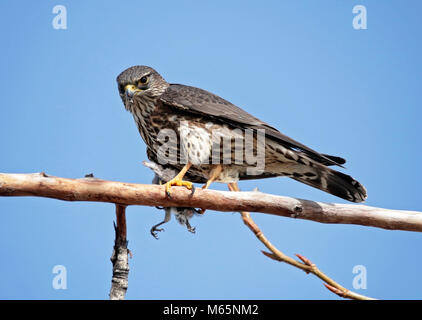 Schöne merlin Falcon auf einem Zweig essen einen kleinen Vogel es zum Mittag gefangen Sitzen Stockfoto