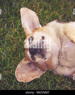Cute senior Beagle ruhen im Gras aus, die in der Entfernung in einem Park oder Hinterhof auf frischen grünen Rasen Stockfoto