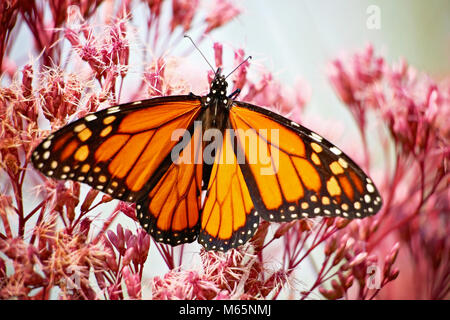 Schöne orange Monarch Schmetterling auf einer Blüte Nektar schlürfen und die Verbreitung von Pollen an einem warmen Sommertag Stockfoto