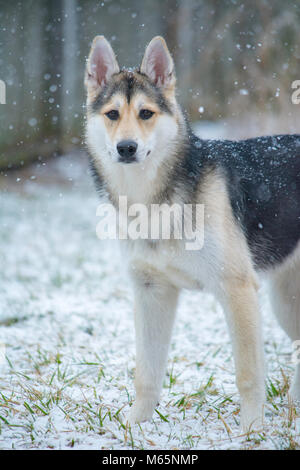 Junge Siberian Husky Welpen spielt im Schnee zum ersten Mal. Stockfoto