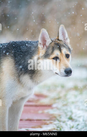 Junge Siberian Husky Welpen spielt im Schnee zum ersten Mal. Stockfoto