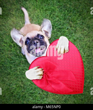 Cute Chihuahua mix Welpen Mops rote herzförmige Schachtel Pralinen zum Valentinstag außerhalb in frischem grünem Gras isoliert Stockfoto