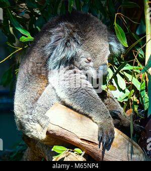 Koala Bären an schlafen in den Bäumen Stockfoto