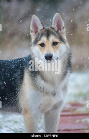 Junge Siberian Husky Welpen spielt im Schnee zum ersten Mal. Stockfoto