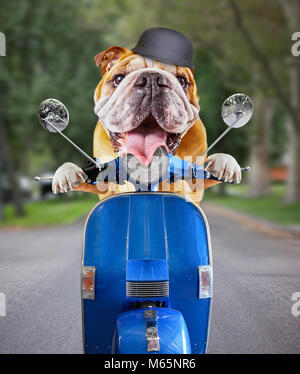 Stier Hund reiten auf einem Roller ein Wohngebiet Urban Street mit einem Helm auf und seine Zunge heraus Stockfoto