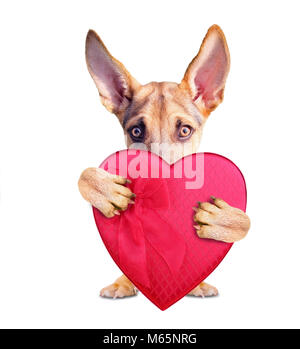 Süße Schäferhund Welpe rote herzförmige Schachtel Pralinen zum Valentinstag auf weißem Hintergrund Stockfoto