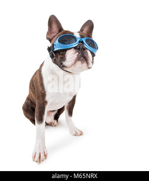 Boston Terrier mit blauen Brillen in Studio Schuß auf einen isolierten weißen Hintergrund Stockfoto
