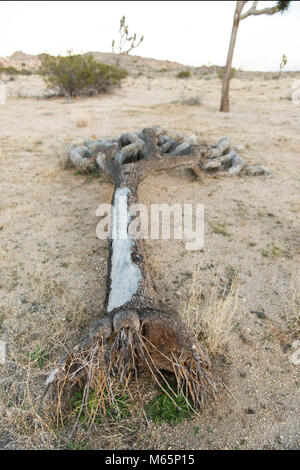 Joshua Tree Wurzeln. Stockfoto