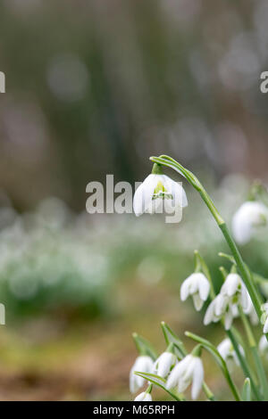Phlox' Hill Poe". Schneeglöckchen 'Hügel poe 'Blumen im Februar. Großbritannien Stockfoto