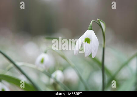 Galanthus "Ophelia". Schneeglöckchen 'Ophelia' Blumen im Februar. Großbritannien Stockfoto