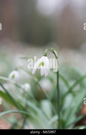 Galanthus "Ophelia". Schneeglöckchen 'Ophelia' Blumen im Februar. Großbritannien Stockfoto