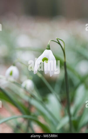 Galanthus "Ophelia". Schneeglöckchen 'Ophelia' Blumen im Februar. Großbritannien Stockfoto