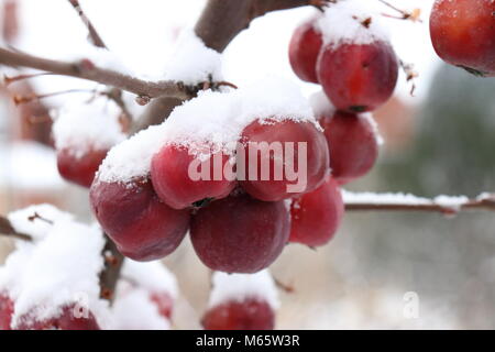 Crab Apple 'Red Sentinel' im Schnee Malus abgedeckt x robusta Stockfoto