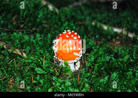 Red mushroom Fly agaric wächst in dem Wald auf grünem Moos. Stockfoto