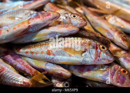 Frischer Fisch Meeräsche vulgaris (Rotbarbe) liegt auf der Zähler Stockfoto