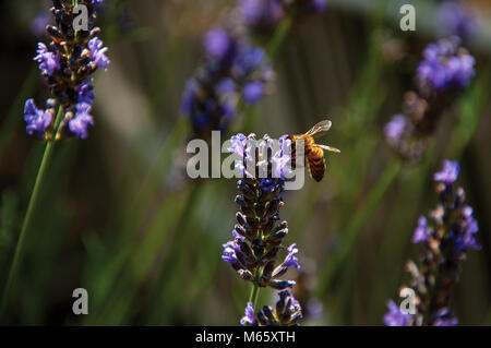 In der Nähe von Biene auf Lavendel Blume in einem Garten im Dorf von Chateauneuf-du-Pape, an einem sonnigen Tag. Region Provence-Alpes-Côte d'Azur, Frankreich. Stockfoto