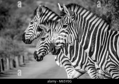 Drei Zebra posieren für mich in Afrika Stockfoto