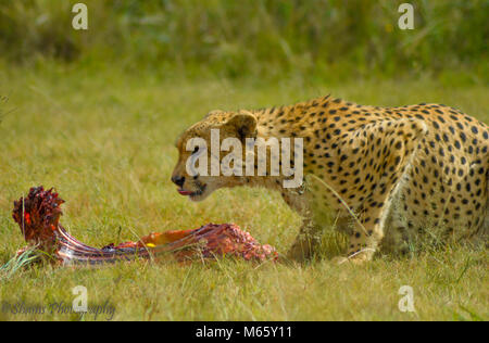 Ein niedliches Gepard im Kruger National Park in Essen Stockfoto