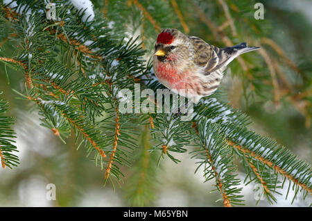 Eine wilde Redpoll finch Vogel (Carduelis flammea) auf einem Spruch Ast mit frisch gefallenen Schnee in ländlichen Alberta Kanada thront. Stockfoto