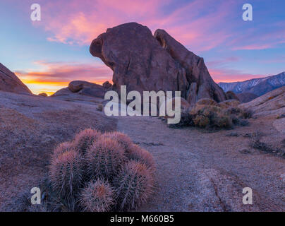 Dawn, Cottontop Kaktus, Echinocactus polycephalus, Alabama Hills, östlichen Sierra, Inyo National Forest, Kalifornien Stockfoto