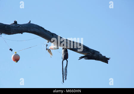 Angeln Bobbers und Locken in einem Baum stecken Stockfoto