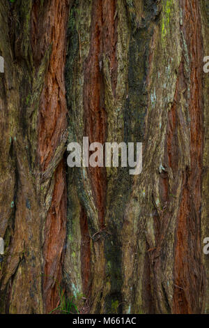 Redwood Tree bark Detail - Kalifornien, Humbodlt Redwoods State Park. Mit 50,6 Megapixeln fotografiert. Stockfoto