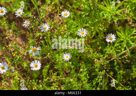 Die Blütezeit. Kamille. Feld, Kamille Kamille blühen Blumen auf einer Wiese im Sommer Stockfoto