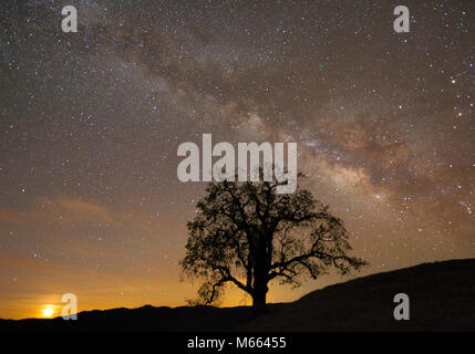 Milchstraße, Mondaufgang, Coast Live Oak, Quercus agrifolia, Los Padres National Forest, Monterey County, Kalifornien Stockfoto