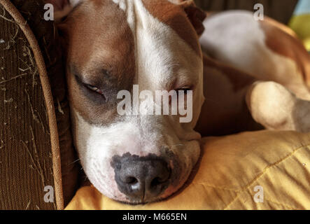 Ein Mischling Pitbull Hund (American Staffordshire Pit Bull Terrier und American Pit Bull Terrier) (Canis lupus familiaris) dosiert auf einer Couch. Stockfoto