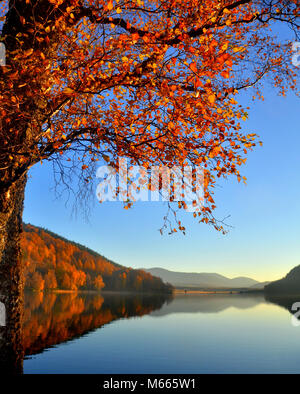 Scots Kiefern auf der Ufer von Loch Pityoulish - Teil des Cairngorms National Park im Herbst. gesehen. - In der Nähe von Aviemore. Stockfoto