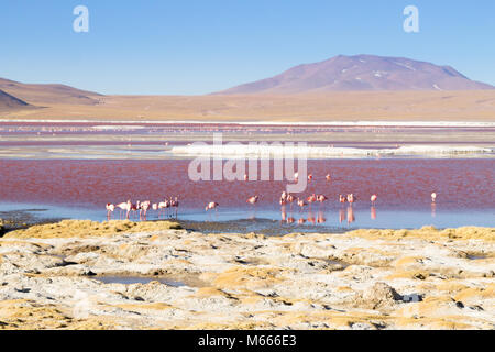Laguna Colorada, Flamingos, Bolivien. Puna Flamingo. Tierwelt der Anden. Rote Lagune Stockfoto